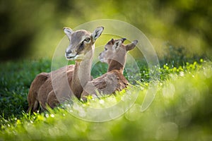 European mouflon female with a youngst