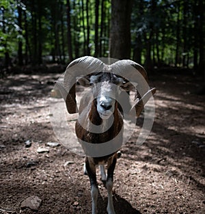 European mouflon
