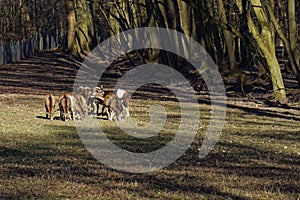 European mouflon herd in the forest, wildlife and protect in natue
