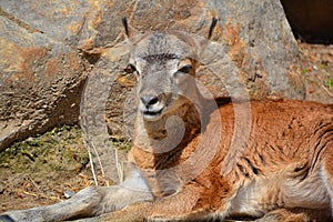 The European mouflon Ovis gmelini musimon
