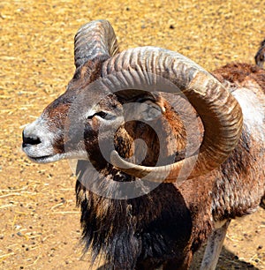 The European mouflon Ovis gmelini musimon