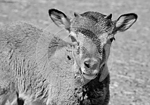 The European mouflon Ovis gmelini musimon