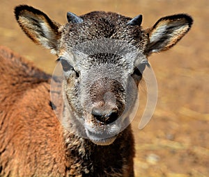 The European mouflon Ovis gmelini musimon