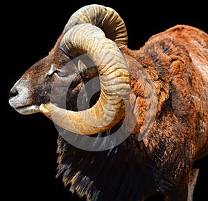 The European mouflon (Ovis gmelini musimon)