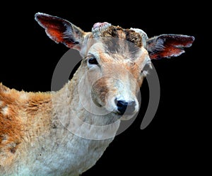 The European mouflon (Ovis gmelini musimon)