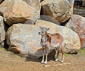 The European mouflon Ovis gmelini musimon i