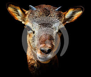 The European mouflon (Ovis gmelini musimon) is a subspecies