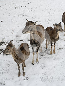 European mouflon, Ovis musimon. Herd in the winter time