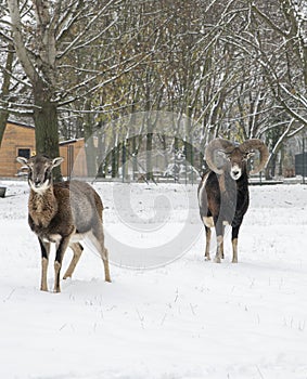 European mouflon, Ovis musimon. Ram in the winter time