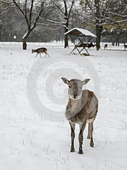 European mouflon, Ovis musimon. Young female in the winter time