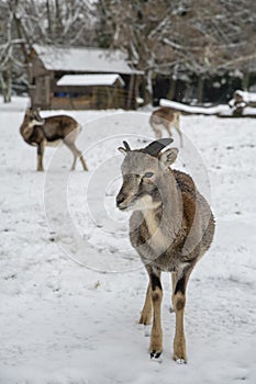 European mouflon, Ovis musimon. Young male in the winter time