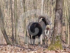 European mouflon Ovis orientalis musimon