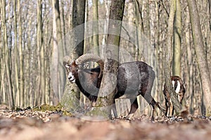 European mouflon Ovis orientalis musimon