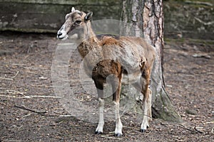 European mouflon (Ovis orientalis musimon).
