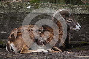 European mouflon (Ovis orientalis musimon).
