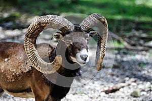 European mouflon, Ovis orientalis musimon. Wildlife animal