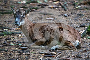 European mouflon, Ovis orientalis musimon. Wildlife animal