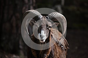 European mouflon (Ovis orientalis musimon). photo