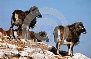 European Mouflon Sheep, ovis ammon, Group standing on Rocks
