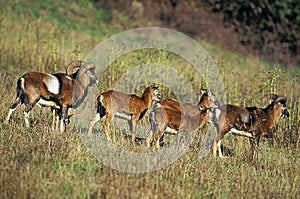 European Mouflon Sheep, ovis ammon, Herd with Ram and Females