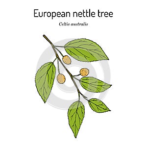 European nettle tree, or Mediterranean hackberry Celtis australis , medicinal plant