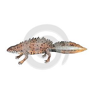 European newt, common newt, Lissotriton vulgaris, watercolor illustration isolated on white background.