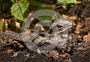 European nightjar sit on the ground with leaves photo