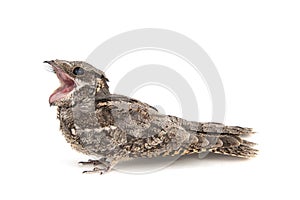 European Nightjar, Caprimulgus europaeus, in front, isolated on white background