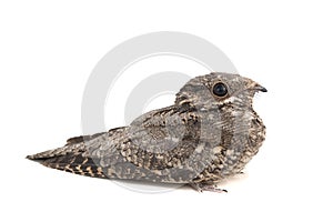 European Nightjar, Caprimulgus europaeus, in front, isolated on white background