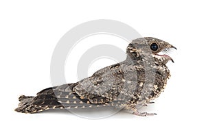 European Nightjar, Caprimulgus europaeus, in front, isolated on white background