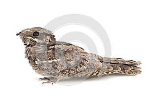 European Nightjar, Caprimulgus europaeus, in front, isolated on white background