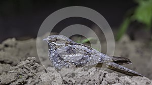 European Nightjar Cowering on Ground