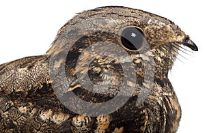 European Nightjar, or just Nightjar