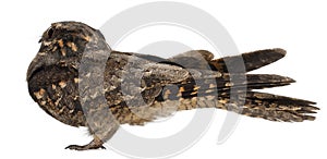 European Nightjar, or just Nightjar