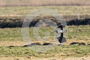 European Northern Lapwing or Green Plover in germany