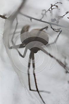 European Nursery Web Spider - Pisaura mirabilis