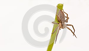 A European Nursery Web Spider, Pisaura mirabilis