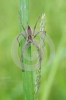 European Nursery Web Spider Pisaura mirabilis in Czech Republic