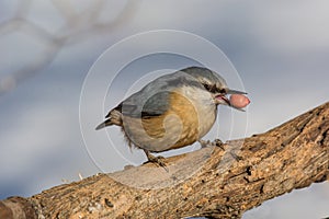 European nuthatch Sitta europaea on a tree bark