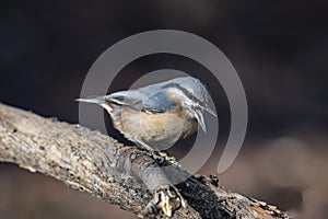 European nuthatch Sitta europaea on a tree bark