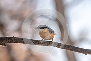 European nuthatch Sitta europaea on a tree bark