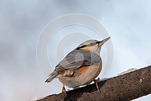 European nuthatch Sitta europaea on a tree bark