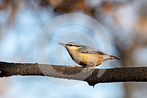 European nuthatch Sitta europaea on a tree bark