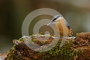 European nuthatch with sunflower seed