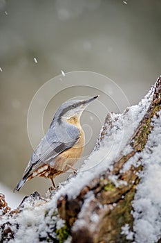 European nuthatch in winter