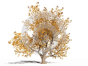 European oak in the autumn