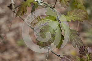 European oak (Quercus robur) springtime new leaves