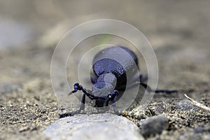 european oil beetle closeup