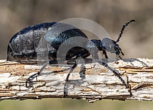 European oil beetle ( Meloe proscarabaeus )