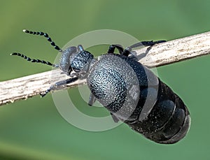 European oil beetle ( Meloe proscarabaeus )